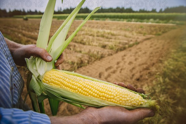 Close up of farmer peeling corn in farm field