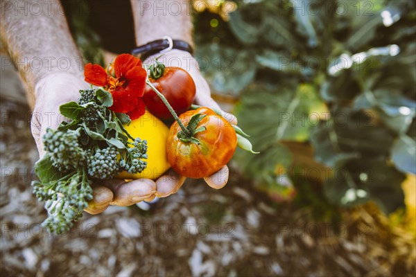 Close up of hands holding fresh produce in garden