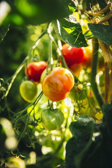 Close up of tomatoes growing on vines