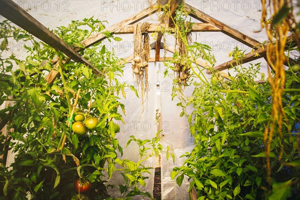 Tomatoes growing in greenhouse