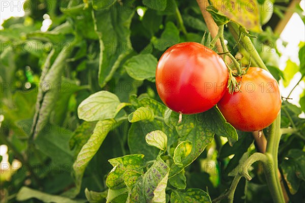 Close up of red tomatoes growing on leafy vines