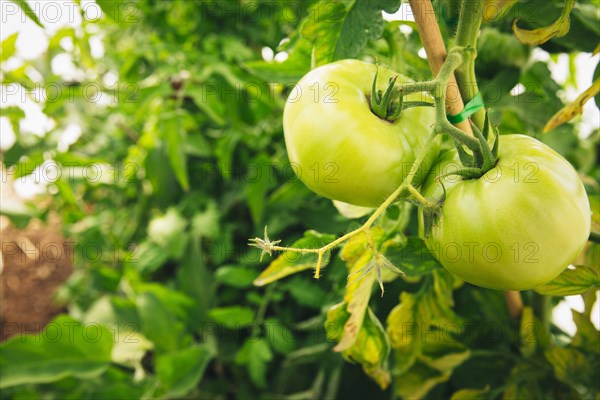 Close up of green tomatoes growing on leafy vines