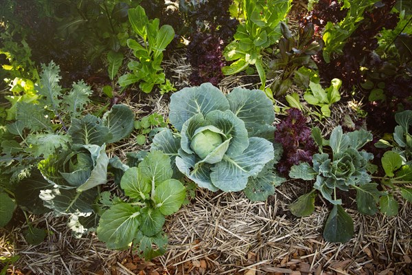 Close up of greens growing in garden