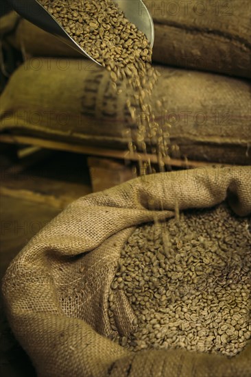 Shovel pouring raw coffee beans into sack