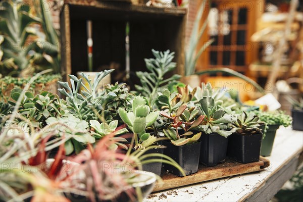 Succulent plants on table