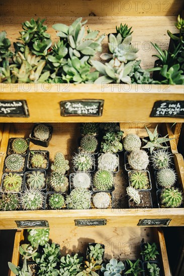 Succulent plants for sale in nursery