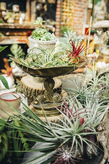 Close up of plants for sale in nursery