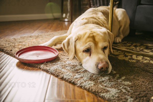 Sad dog laying with plastic disc in living room