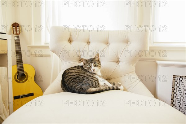 Cat sleeping on chair in living room