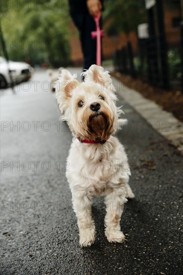 Caucasian man walking dog on wet city sidewalk