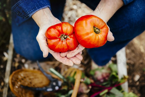 Caucasian woman holding tomatoes in garden