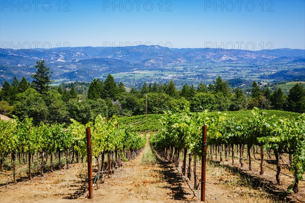 Grapes growing in rural vineyard