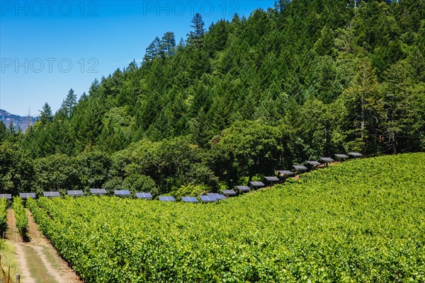 Solar panels and vines in rural vineyard