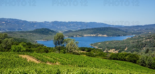 Vineyards on hillside in rural landscape