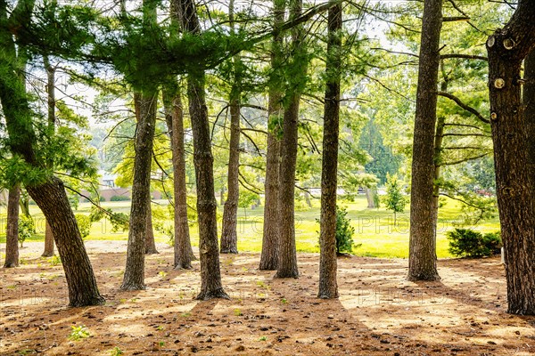 Trees growing in sunny forest