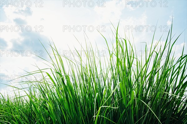 Close up of grass under blue sky