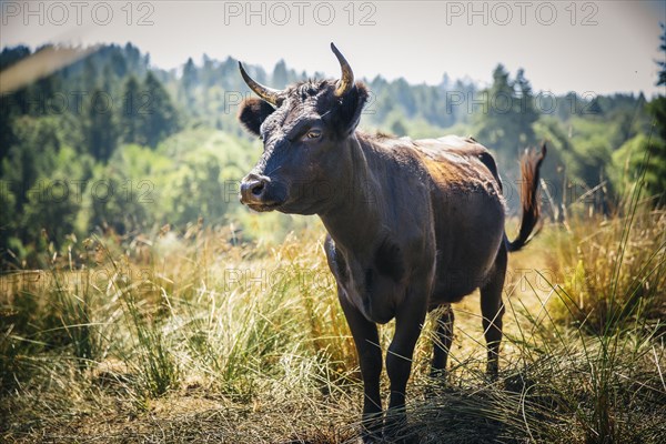 Bull walking in rural field