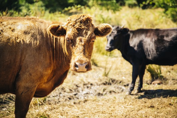 Cows grazing in rural field