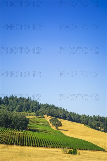 Aerial view of crops growing on rural hillside