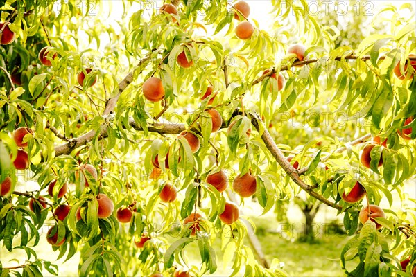 Fruit growing on tree branches