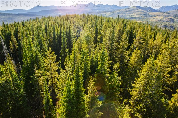 Aerial view of treetops in remote forest