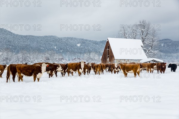 Herd of cattle in snowy farm field