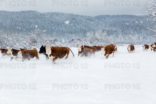 Herd of cattle in snowy farm field