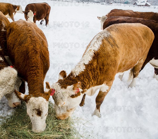 Cattle grazing on hay in snowy field