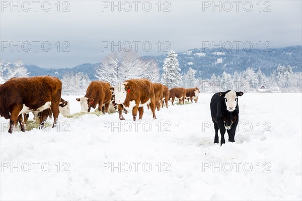 Cattle standing in snowy farm field