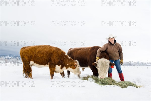 Caucasian farmer feeding cattle in snowy field