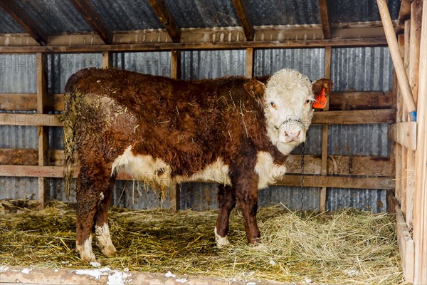 Cow standing in hay in barn