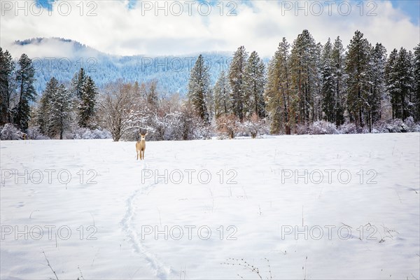Deer standing in snowy field