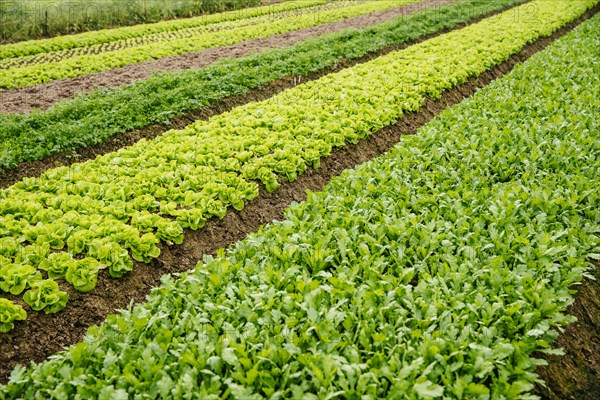 High angle view of plants growing in crop field