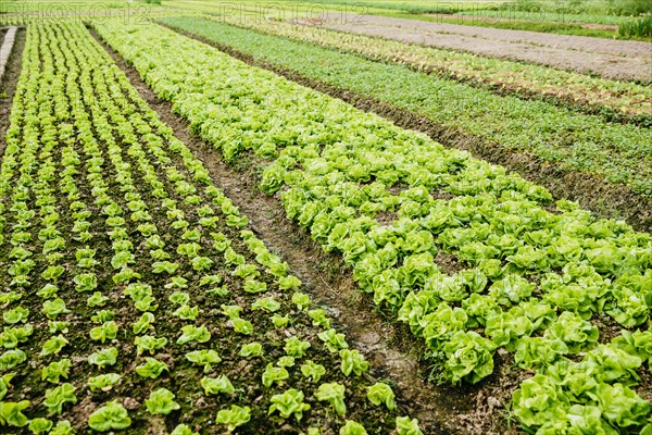 High angle view of plants growing in crop field