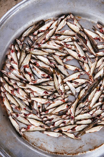 Close up of fresh fish in metal bowl