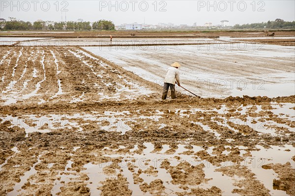 Farmer working in rural rice fields