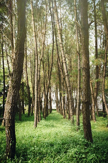 Trees growing in forest