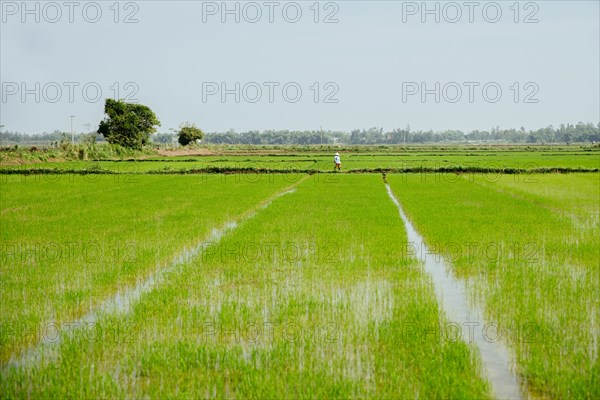Farmer walking in rural rice field