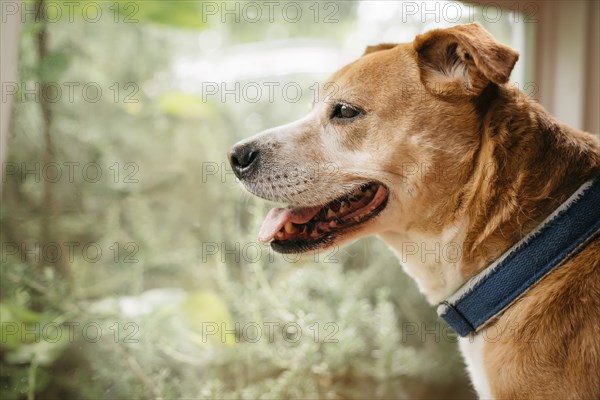 Profile of dog at window