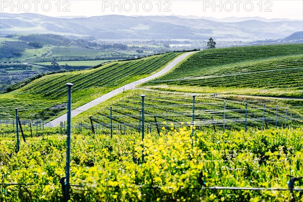 Vineyard on green rolling landscape