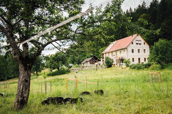 Sheep laying in field near house