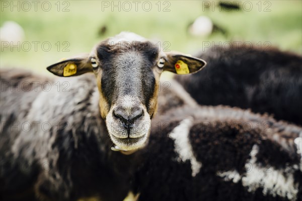 Portrait of sheep with tags in ears