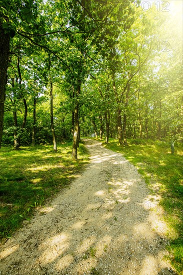 Dirt path in forest