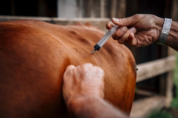 Caucasian farmer injecting cow with vaccine