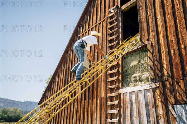 Caucasian farmer climbing ladder to barn