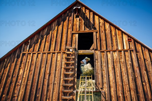 Caucasian farmer in barn lifting bale of hay