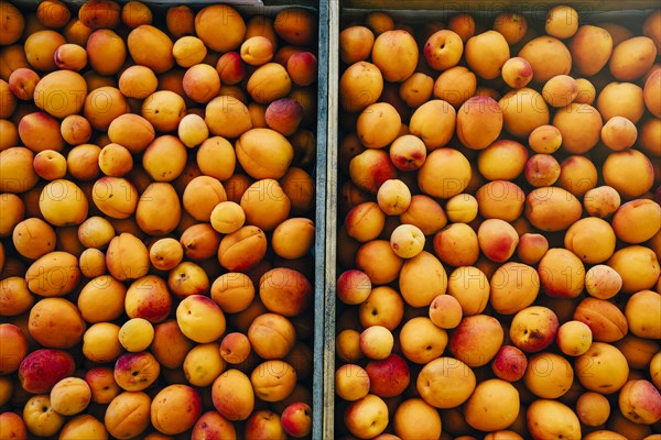 Close up of peaches in wheelbarrow