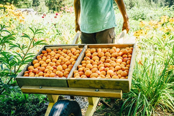 Caucasian man pushing wheelbarrow with peaches