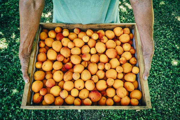 Caucasian man holding box of peaches