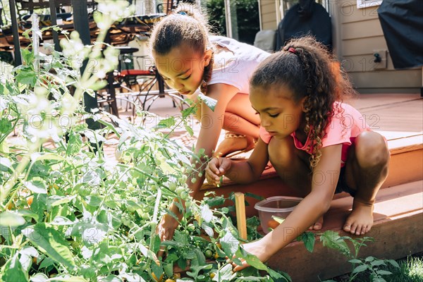 Mixed Race sisters picking food in garden